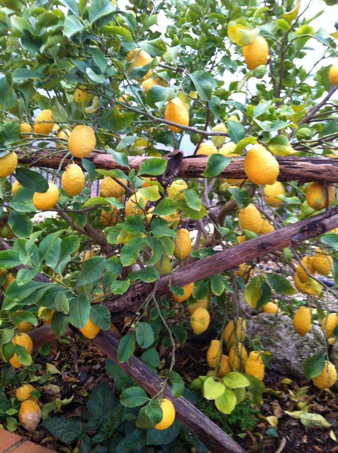 La Locanda Dei Fiori Bompensiere Exterior foto